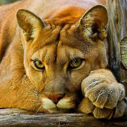 Картина мозаикой с нанесенной рамкой «Пума» 40х50 см, Molly