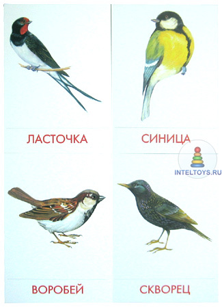 Птицы Казахстана Фото И Названия