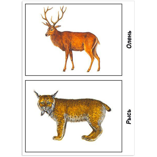 Предметные картинки диких животных