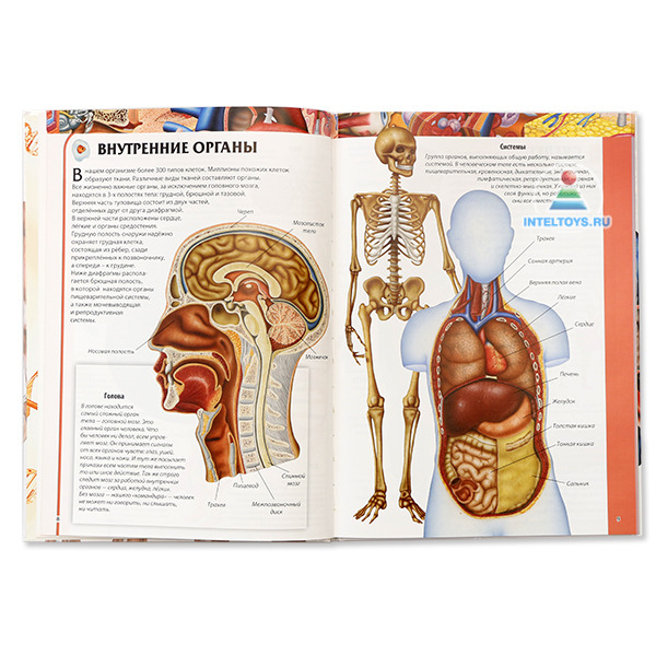 Анатомия года 2014. Анатомический атлас для детей. Атлас по анатомии детский. Детская книга по анатомии. Рисуем анатомический атлас с детьми.