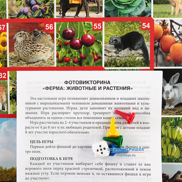 Фото Викторина Животные