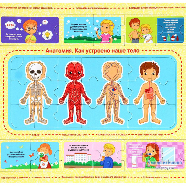 Пазл Анатомия фото 1
