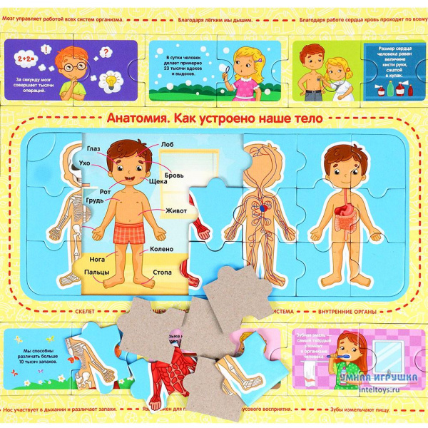 Пазл Анатомия фото 2