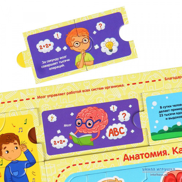 Пазл Анатомия фото 3