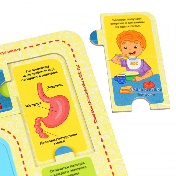 Пазл Анатомия фото 4