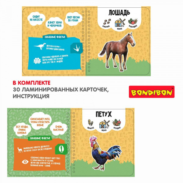 Изучаем диких и домашних животных  фото 5