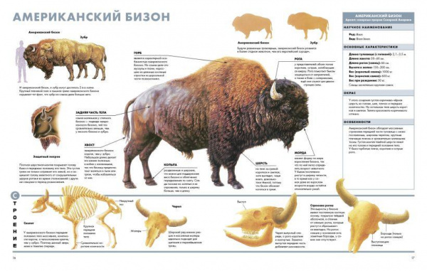 Визуальная энциклопедия Животные фото 4