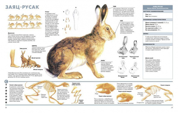 Визуальная энциклопедия Животные фото 5