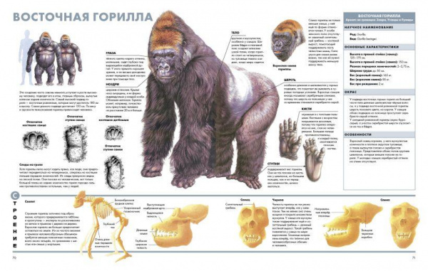 Визуальная энциклопедия Животные фото 6