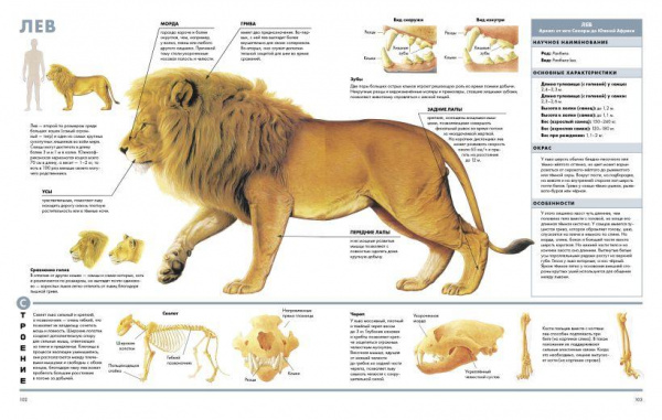 Визуальная энциклопедия Животные фото 7