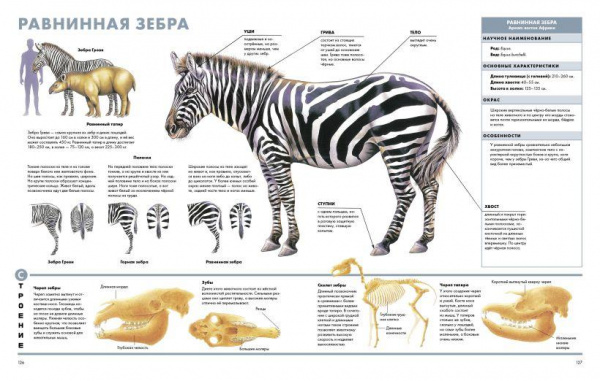 Визуальная энциклопедия Животные фото 8
