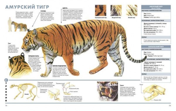 Визуальная энциклопедия Животные фото 9