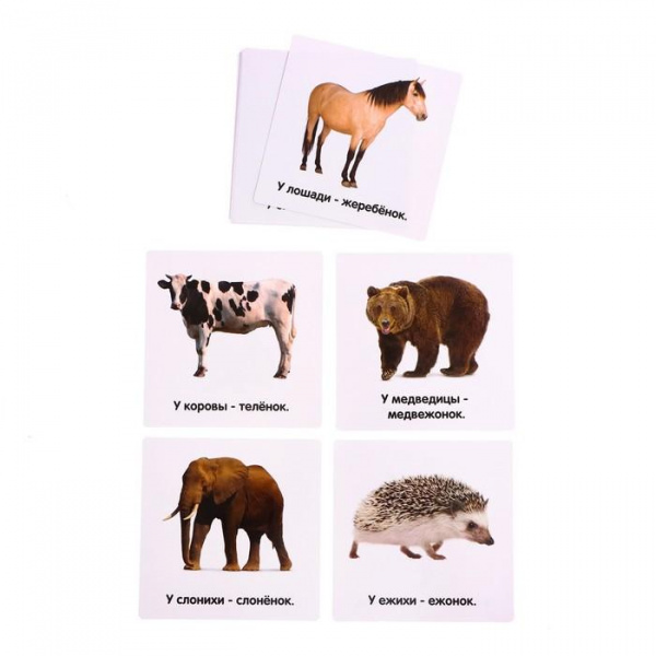 Полезный чемоданчик Животные и их детёныши фото 3