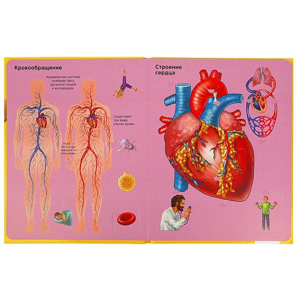 100 окошек Тело человека фото 2