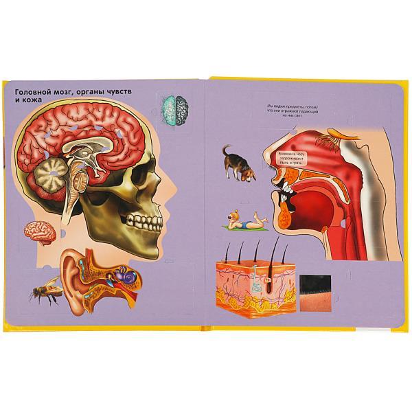 100 окошек Тело человека фото 4