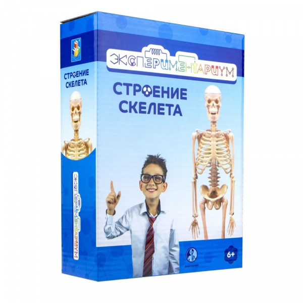 Строение скелета Экспериментариум, 1TOY